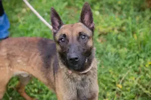 Malinoismischling *KARLSON*