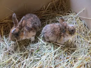 Gepardfarbige Kleinrexkaninchen in schwarz-gelb-weiß zu verkaufen