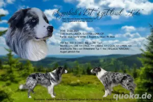 Australian Shepherd, Aussie, blue merle bi, blaue Augen, Deckrüde 