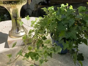 DEKO für den vintage Garten    oder Hochzeitsdeko  - 2 x Amphore   Blumentopf + 2 x Efeu Bild 6