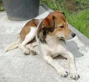 Kleine, sensible Hedda sucht ein ruhiges Zuhause mit Geduld Bild 9