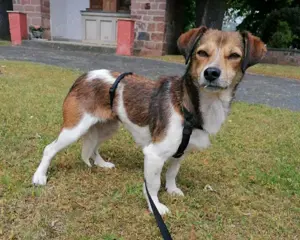 Hedda- eine zarte Hundeseele sucht sicheren Hafen