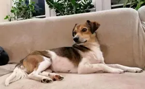 Kleine, sensible Hedda sucht ein ruhiges Zuhause mit Geduld Bild 8
