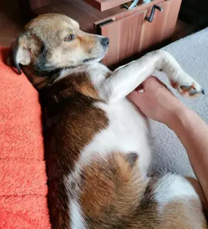 Kleine, sensible Hedda sucht ein ruhiges Zuhause mit Geduld Bild 6