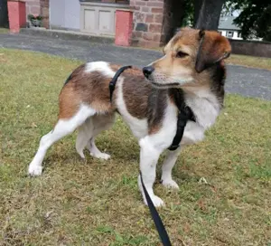Kleine, sensible Hedda sucht ein ruhiges Zuhause mit Geduld Bild 7