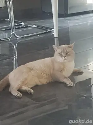 Bkh blue point deckkater (keine verkauft)