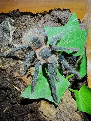 Lasiodora parahybana (8cm) - Brazilian Salmon Pink
