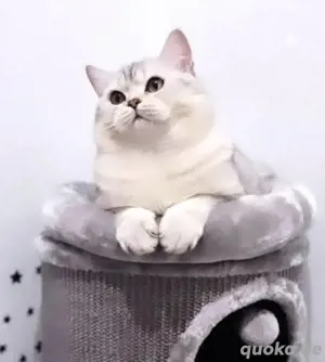 Erfahrener Bkh Deckkater Aslan (Bg.B) Bild 4