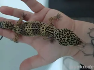 Leopardgeckos 1 Jahr alt