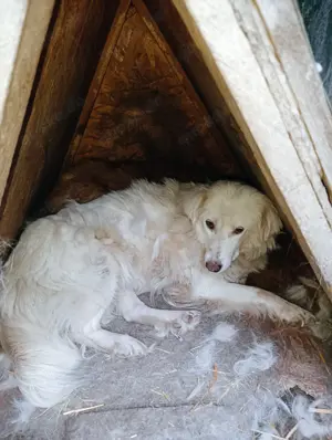 Alla braucht ein Zuhause für immer Bild 2