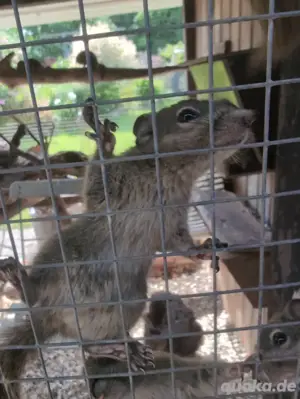 Chinesische Baumstreifenhörnchen 