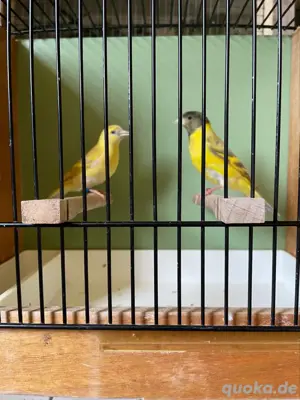 1,1 Magellanzeisige Mutation