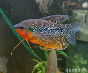 Mosaikfadenfisch Trichogaster leeri