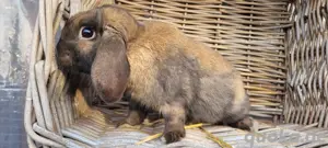 Schüchterner Zwergwidder Kastrat Nils sucht Zuhause-geimpft 