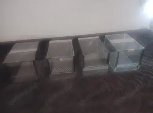 Spinnenterras verschiedene Grössen