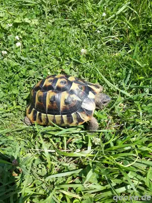 Männliche griechische Landschildkröte zu verkaufen