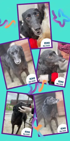 menschenbezogener, lieber, Galgo Mix Rüde "Rimo" sucht ein schönes Zuhause 