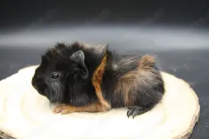 Süßes meerschweinchen (rosette und US-Teddy) Bild 5