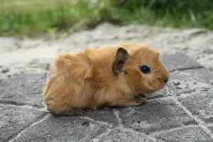 Süßes meerschweinchen (rosette und US-Teddy) Bild 3