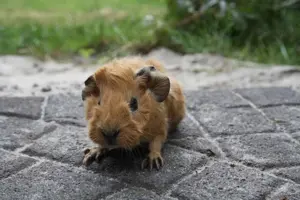 Süßes meerschweinchen (rosette und US-Teddy) Bild 4