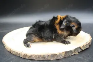 Süßes meerschweinchen (rosette und US-Teddy) Bild 2
