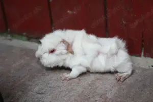 Süßes meerschweinchen (rosette und US-Teddy) Bild 7