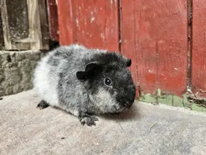 Süßes meerschweinchen (rosette und US-Teddy) Bild 9