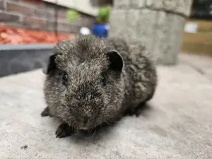 Süßes meerschweinchen (rosette und US-Teddy) Bild 8