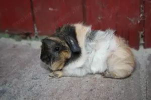 Süßes meerschweinchen (rosette und US-Teddy) Bild 6