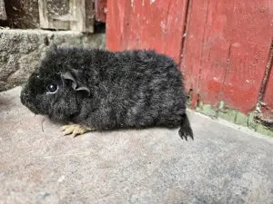 Süßes meerschweinchen (rosette und US-Teddy) Bild 10