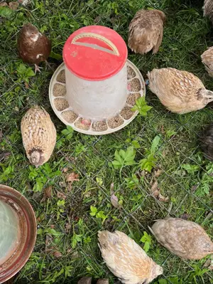 Japanische Legewachteln, Wachtelhennen