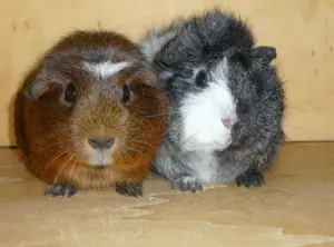 Kastrate aus geprüfter Meerschweinchen Zucht 