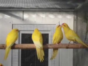 Ziegensittiche in goldgelb abzugeben