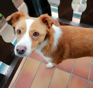 CALISSY möchte noch so viel lernen und sucht erfahrene Weggefährten fürs Leben!