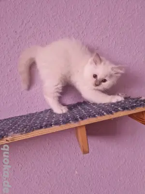 letzter ragdoll kater sitzt auf gepackte koffer