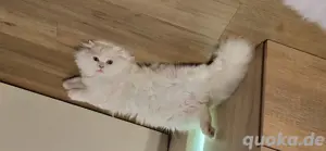 Weißer Kater mit gold-grünen Augen sucht ein liebevolles Zuhause     