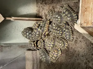Verkaufe Testudo marginata (Breitrandschildkröten)
