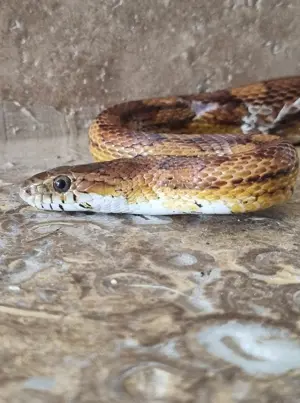 Wunderschöne Kornnatter sucht artgerechtes Zuhause 