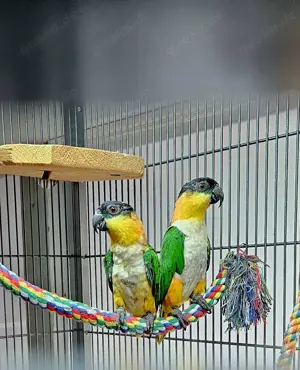 Grünzügelpapageien VERKAUF 