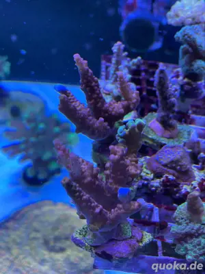Korallen Meerwasser Pc Rainbow Acropora Korallenableger