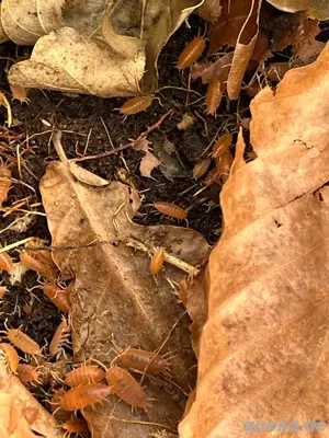 kubanische Asseln, orange