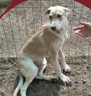 Süßer Rüde Carlo stellt sich vor