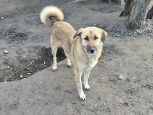 Hündin Anja stellt sich vor