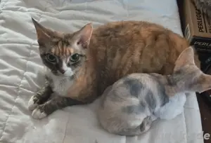  Devon Rex Glücks-Kätzin Adult aus unserer der Zucht wird kastriert abgegeben :)