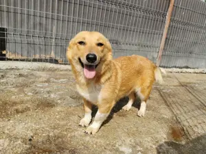 Die süße kleine Emma sucht ihr Zuhause Bild 2