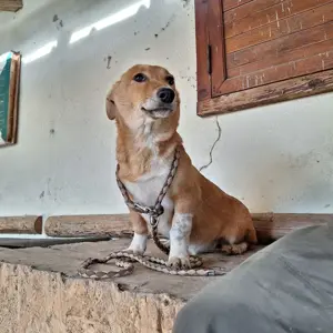Die süße kleine Emma sucht ihr Zuhause Bild 5
