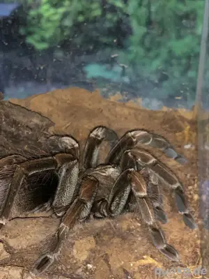 Terrarien, Vogelspinnen mit terrarium