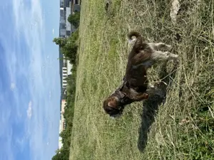 Lieber Shih Tzu-Rüde sucht Herzdame (Deckrüde, kein Verkauf)