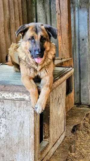 Ozzie ist ein Traumtyp