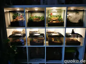 Diverse Vogelspinnen - Versand & Abholung